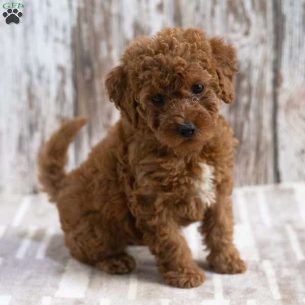 Kayla, Mini Labradoodle Puppy